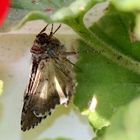 Autographa gamma