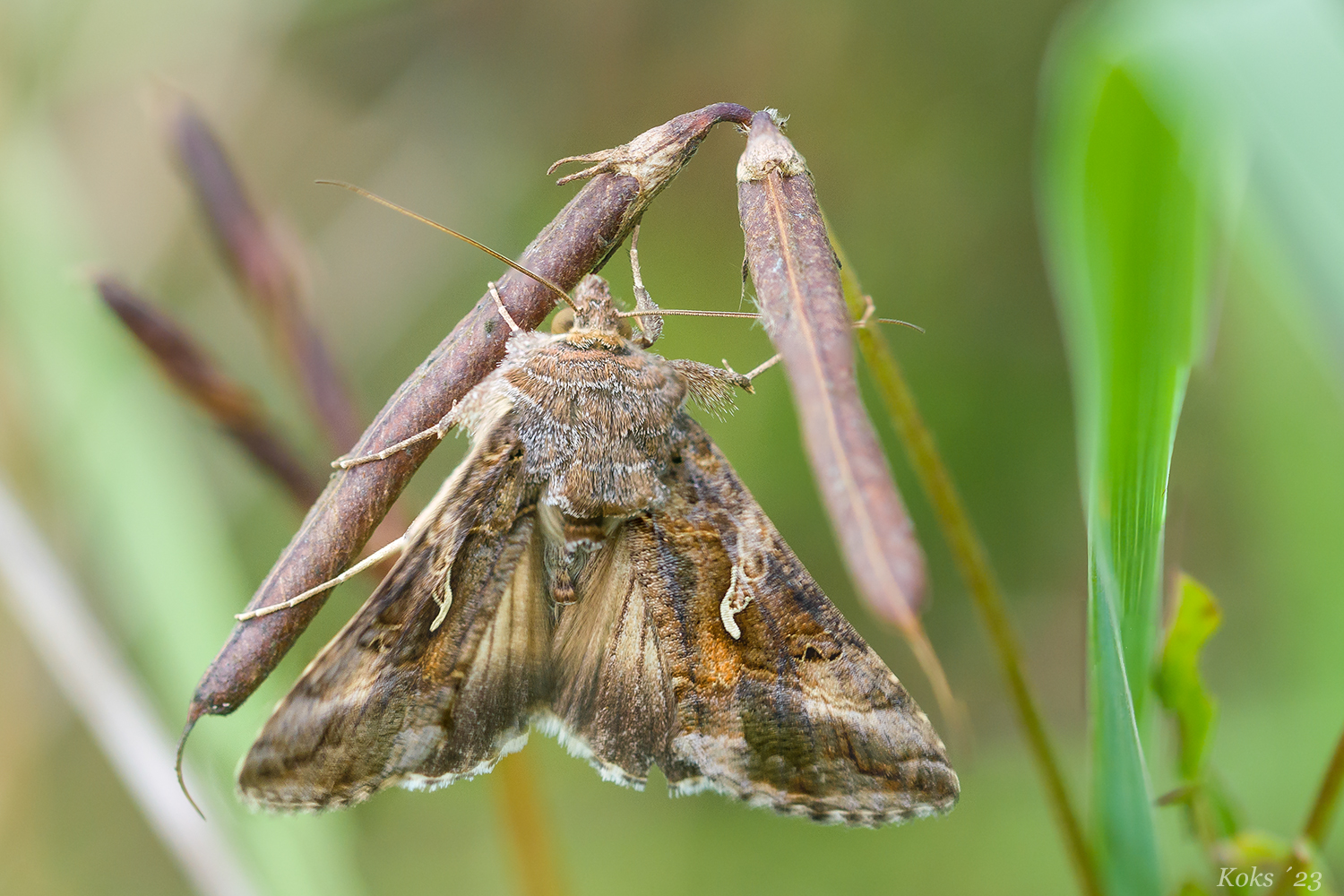 Autographa gamma