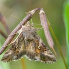 Autographa gamma