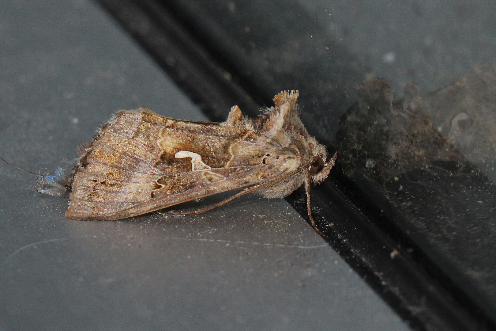 Autographa gamma