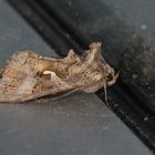 Autographa gamma