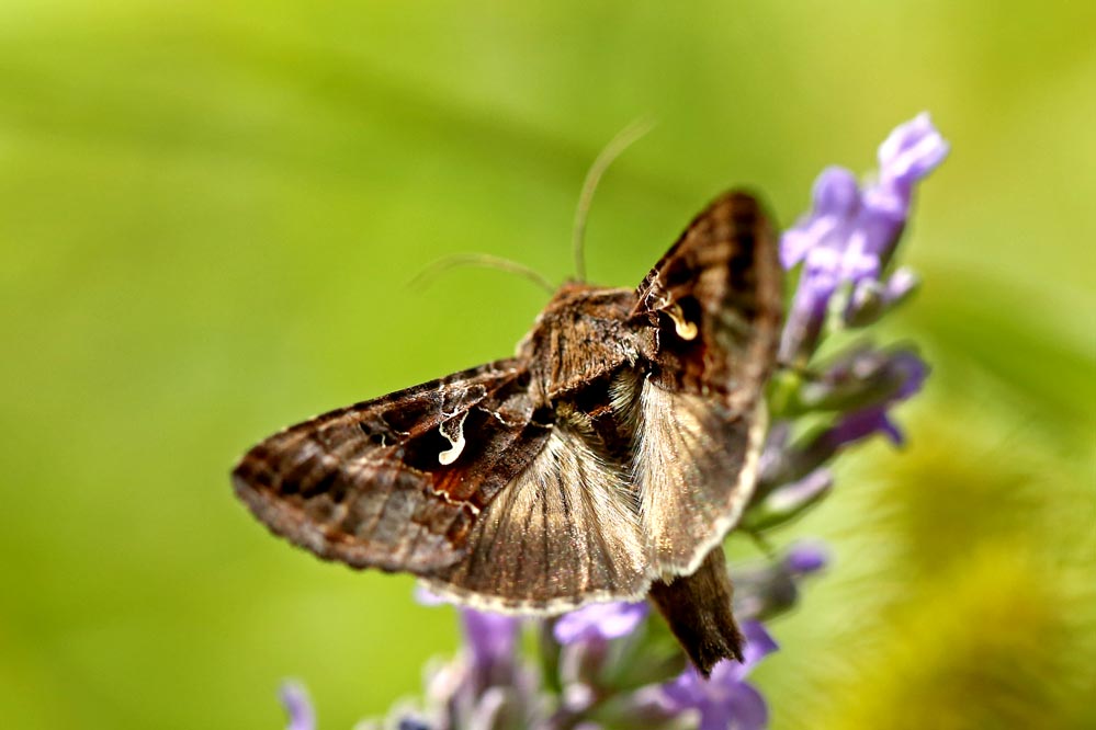 Autographa gamma