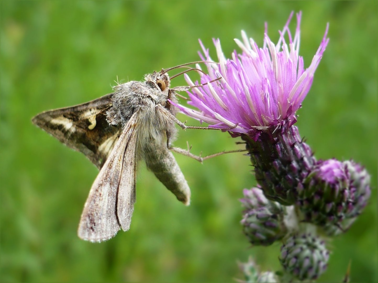 Autographa gamma