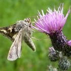 Autographa gamma