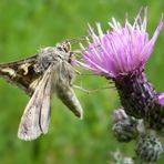 Autographa gamma