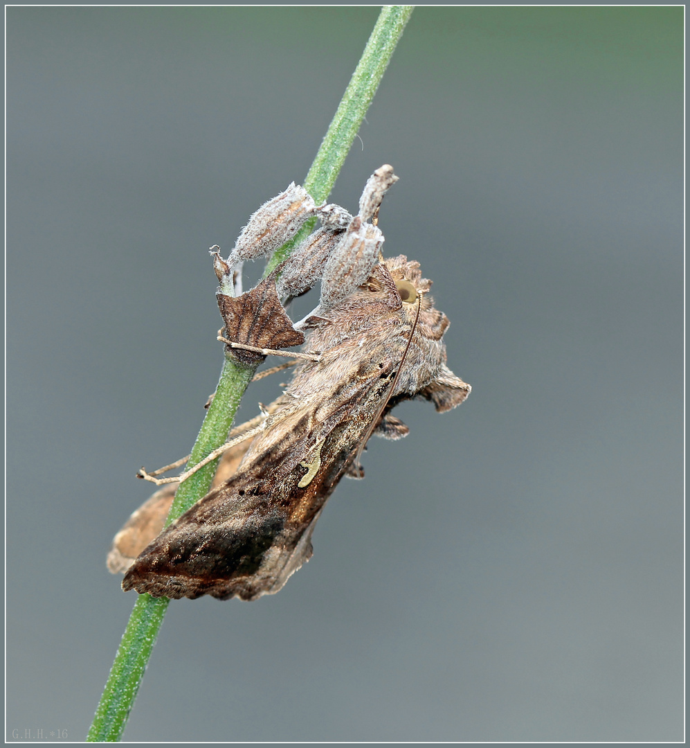 ***   AUTOGRAPHA GAMMA   ***