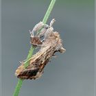 ***   AUTOGRAPHA GAMMA   ***