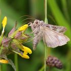 Autographa gamma