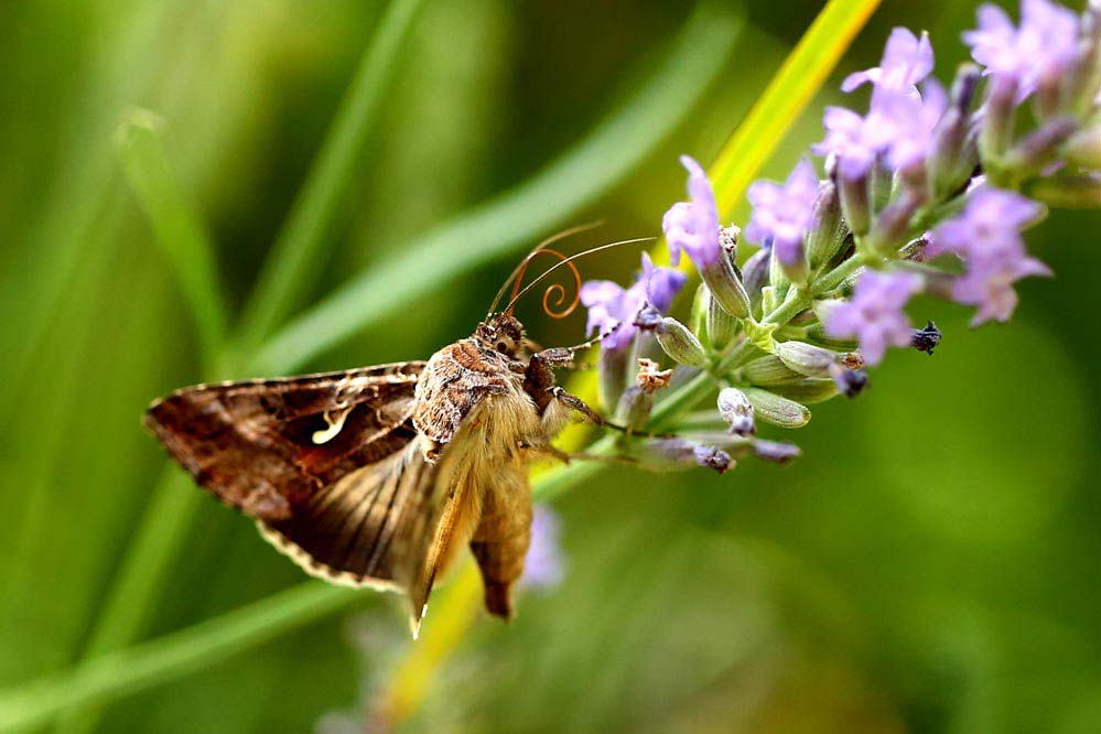 Autographa gamma