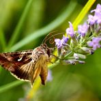 Autographa gamma