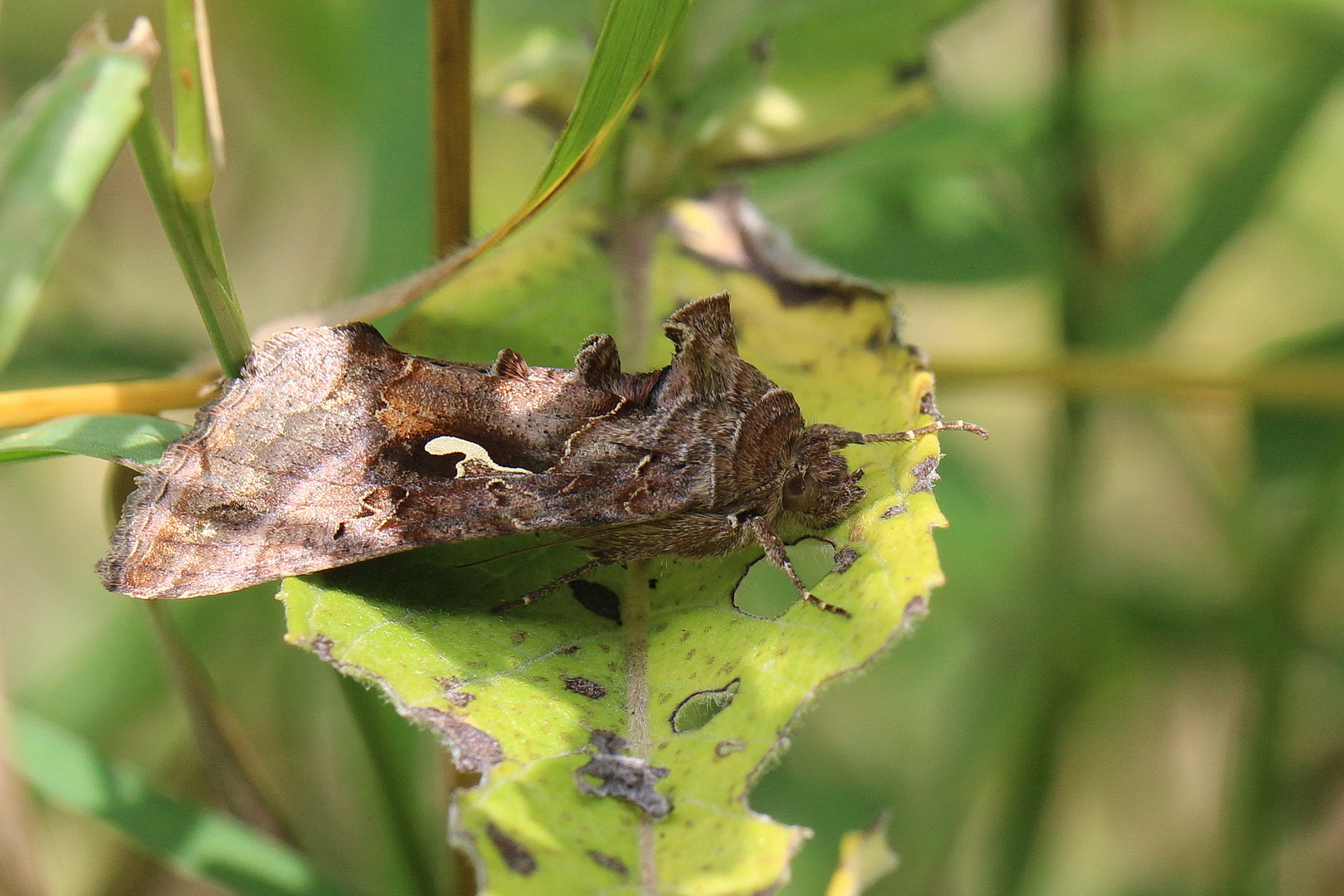 Autographa gamma