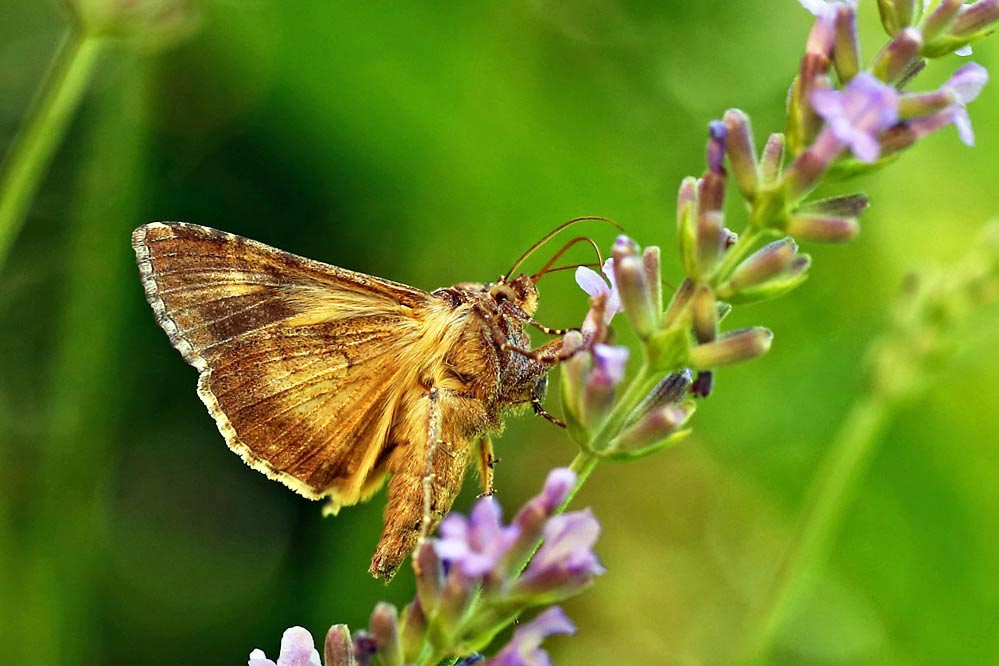 Autographa gamma