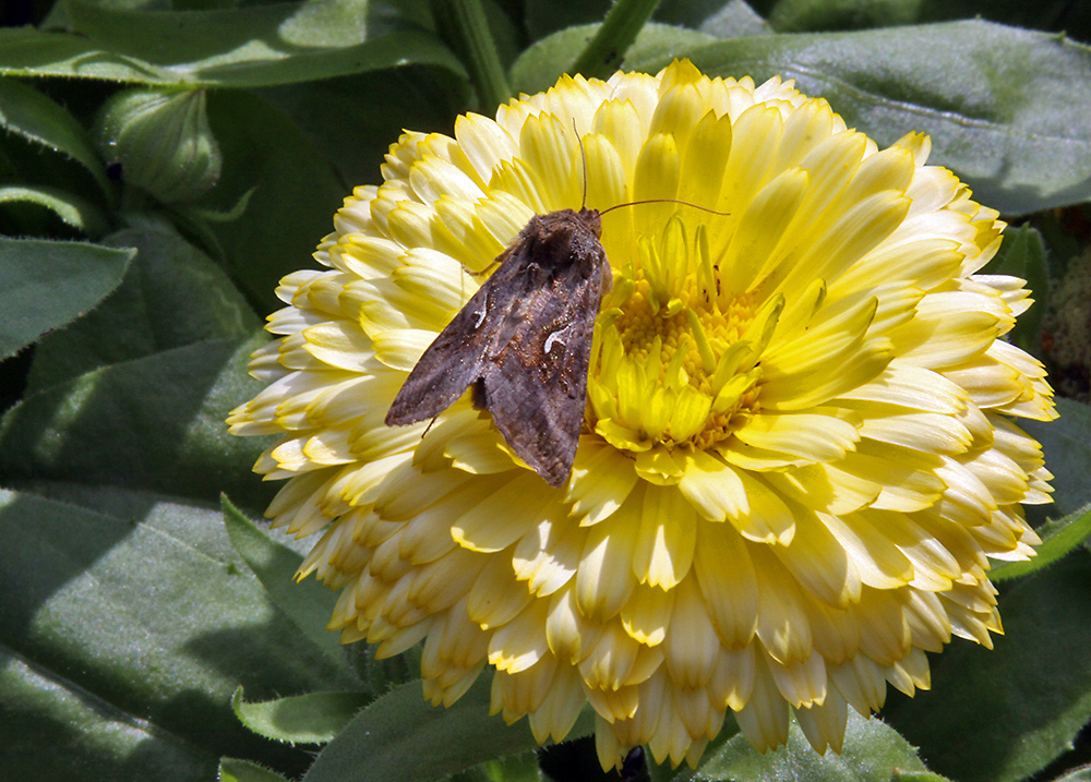 Autographa gamma - Gamma-Eule