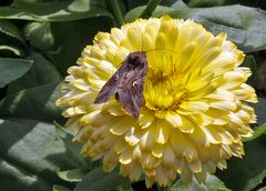 Autographa gamma - Gamma-Eule