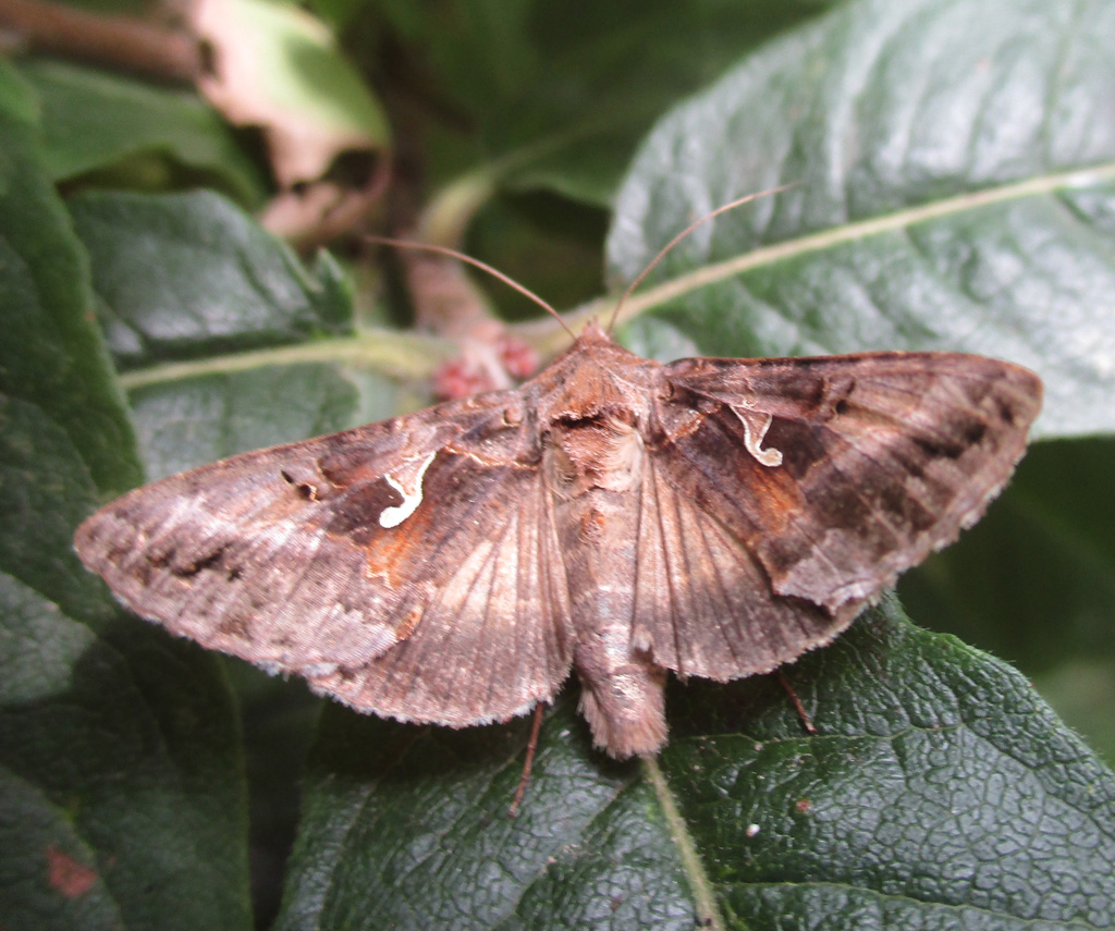 Autographa gamma - Gammaeule