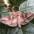 Autographa gamma - Gammaeule