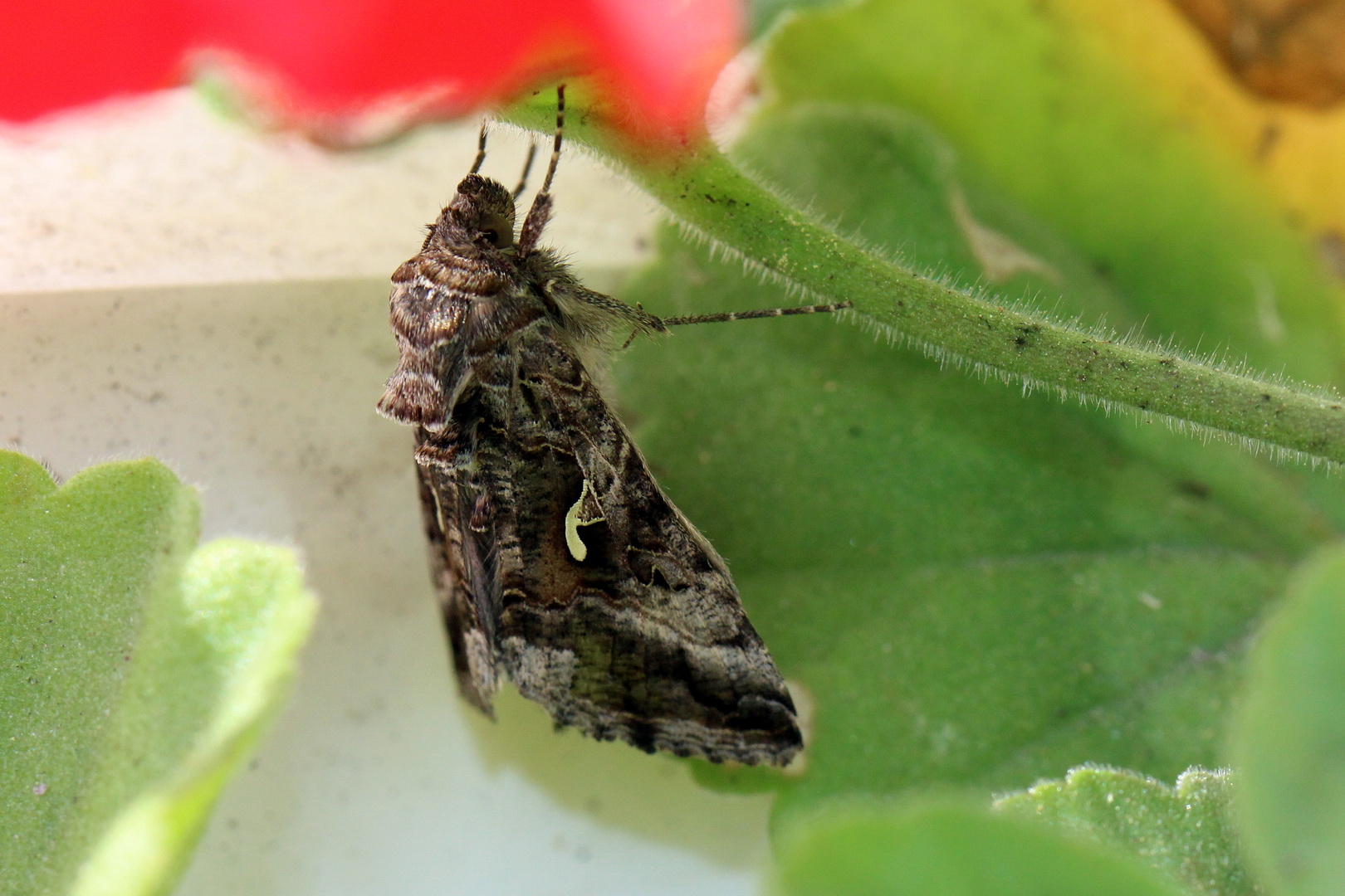 Autographa gamma (I)