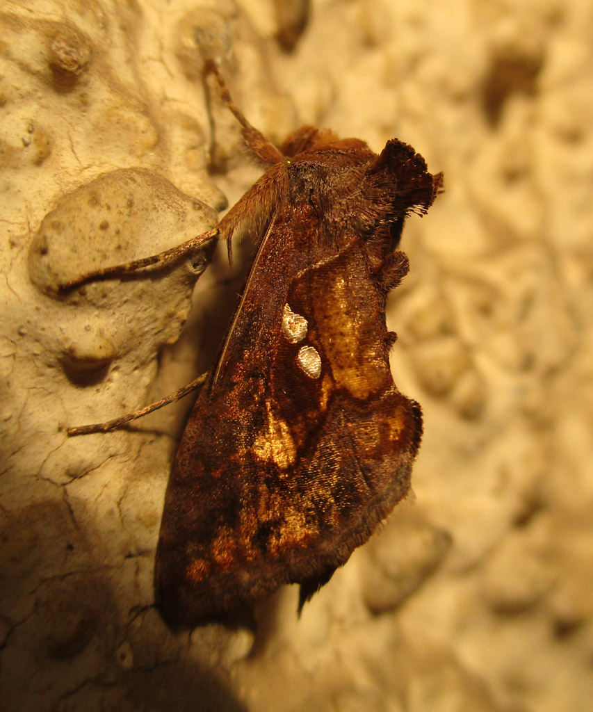  Autographa pulchrina- Ziest Silbereule 