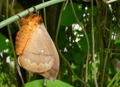 . Automeris amoena rotunda 2 .