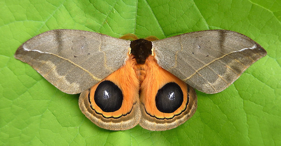 . Automeris amoena rotunda .