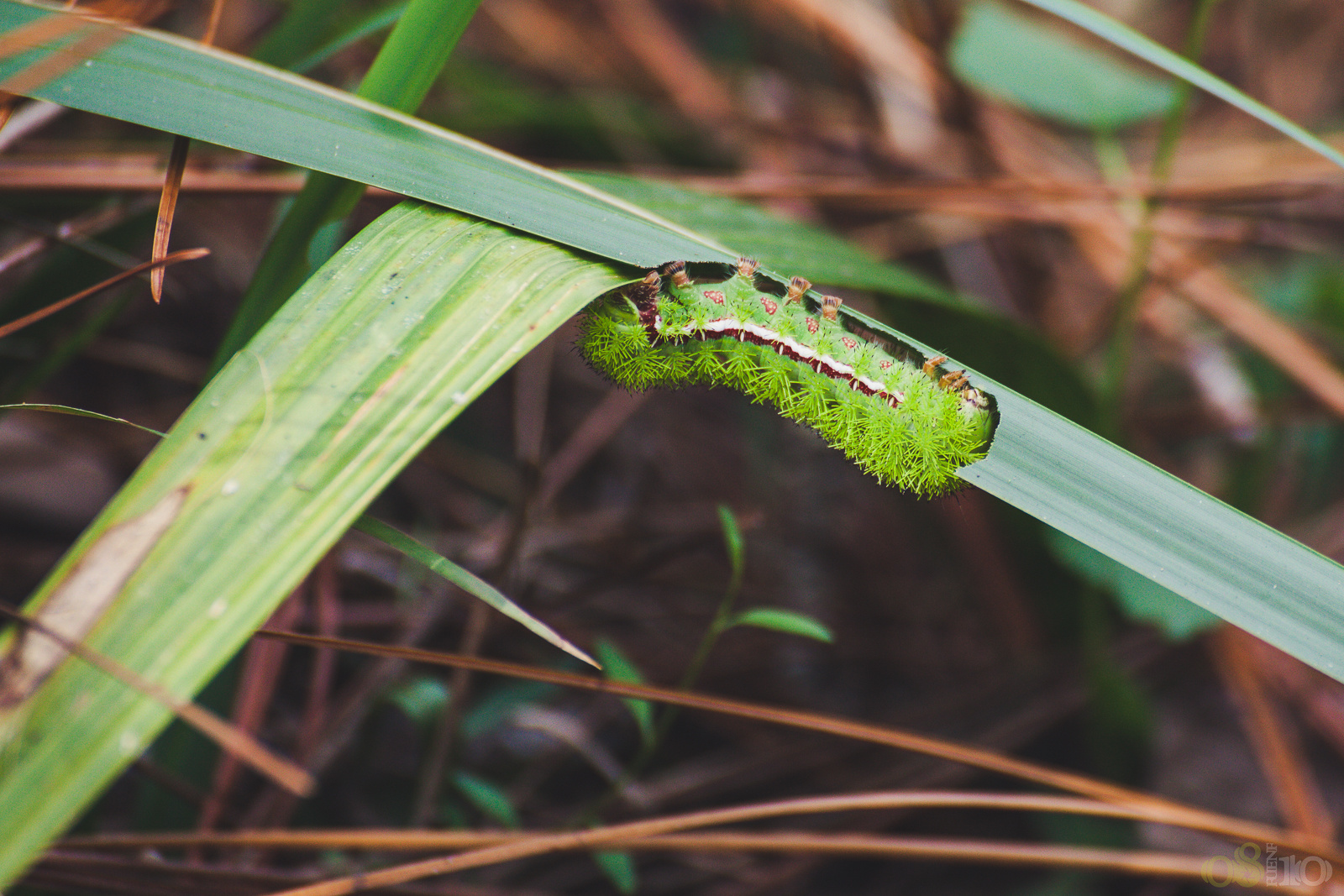 Automeris io (Io moth)