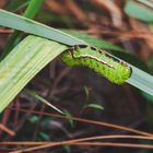 Automeris io (Io moth)