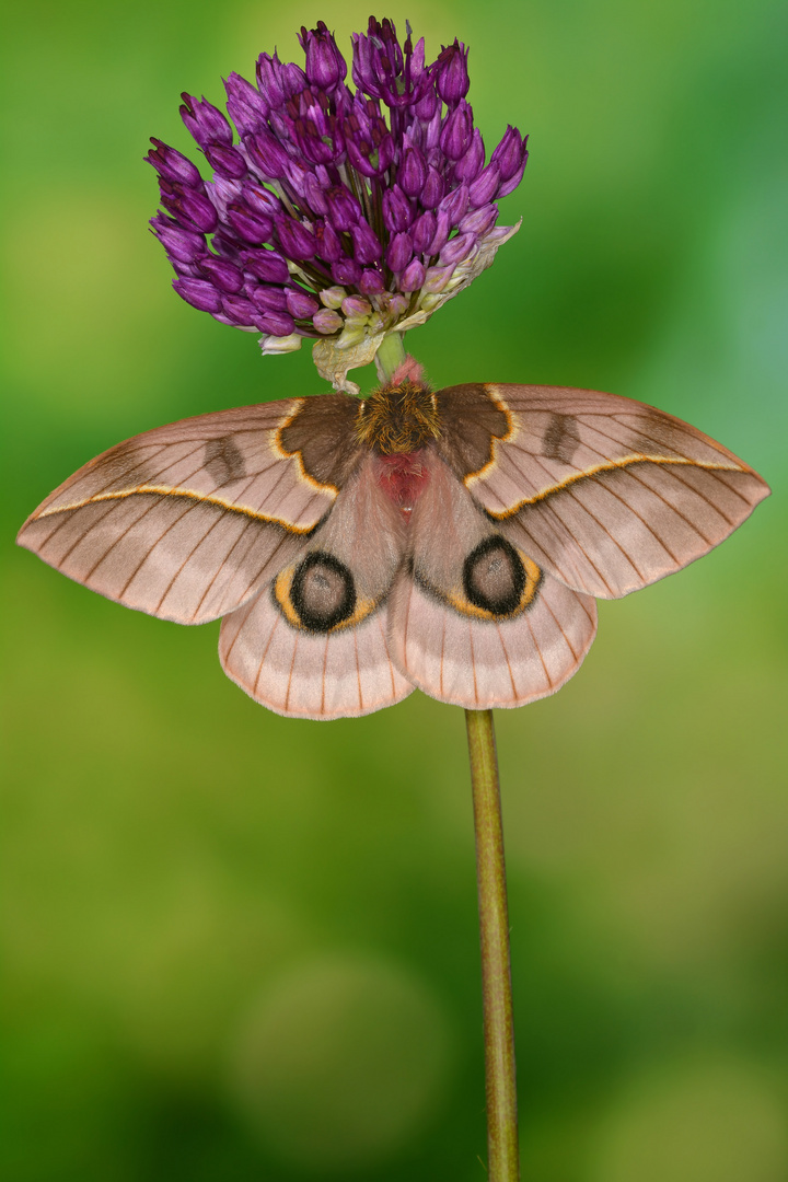 Automeris maeonia 3 Foto & Bild tiere, wildlife, schmetterlinge