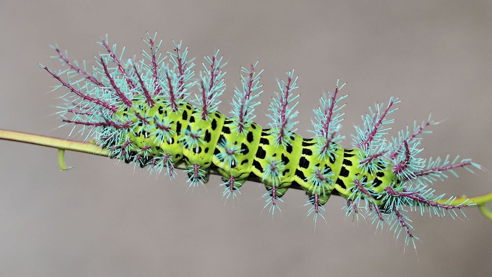 Automeris metzli Foto & Bild fotos, makro, natur Bilder auf