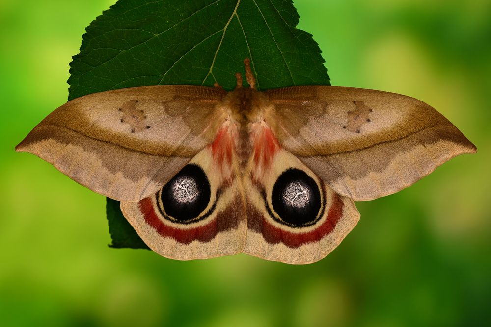 Automeris metzli Foto & Bild tiere, wildlife, schmetterlinge Bilder