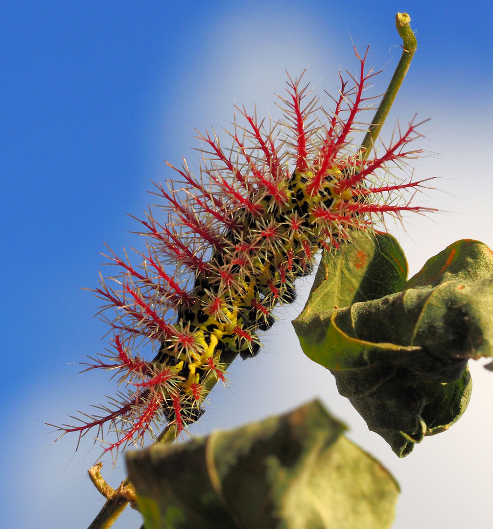 Automeris metzli Raupe …