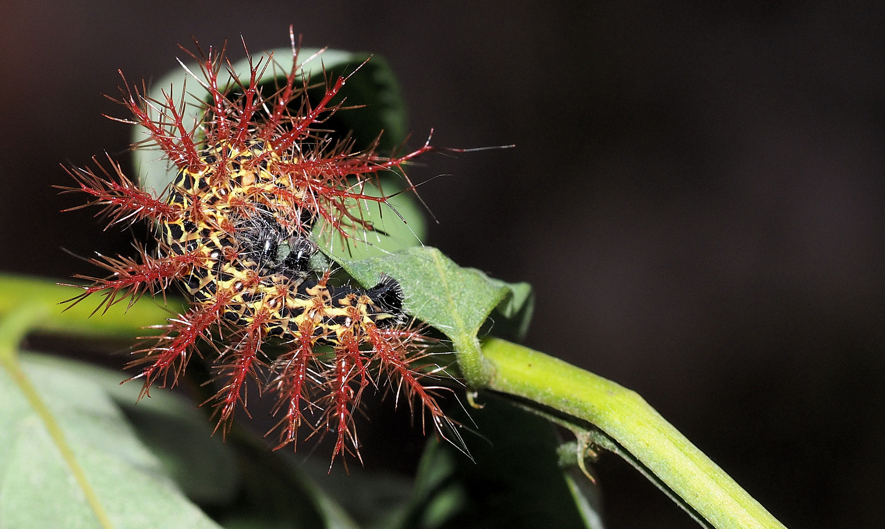 Automeris metzli Raupe 