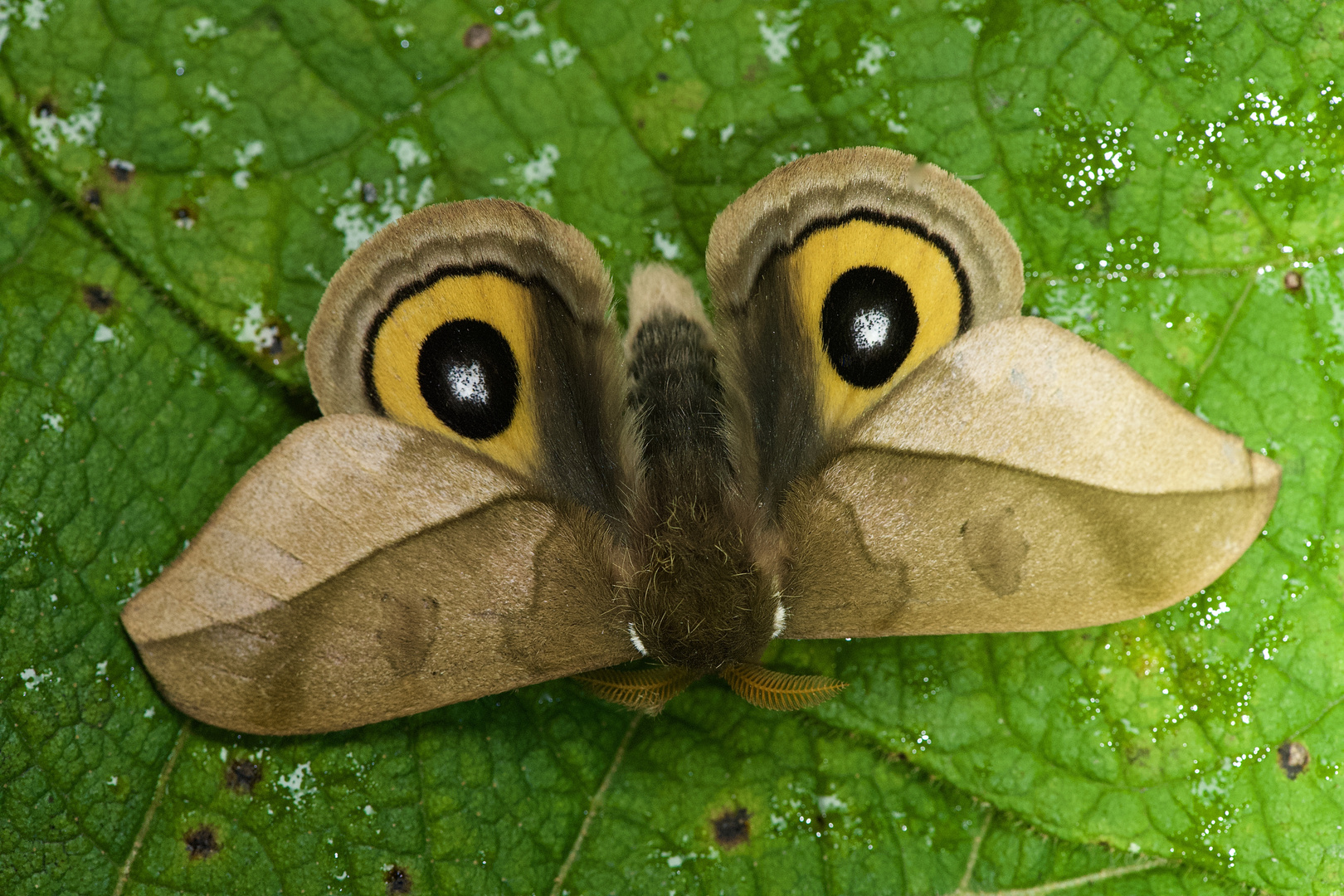 Automeris sp r aus dem Nebelwald von Peru