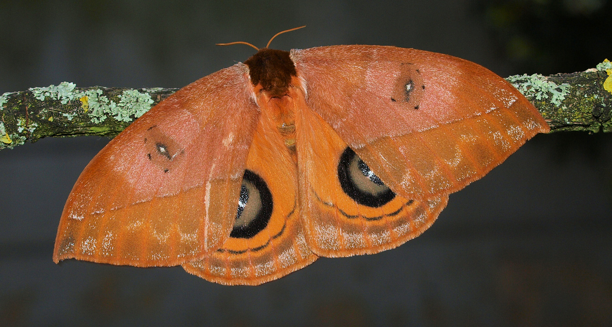 Automeris Weibchen