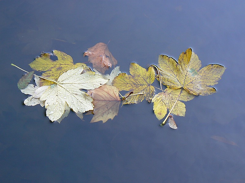 Automn Leaves