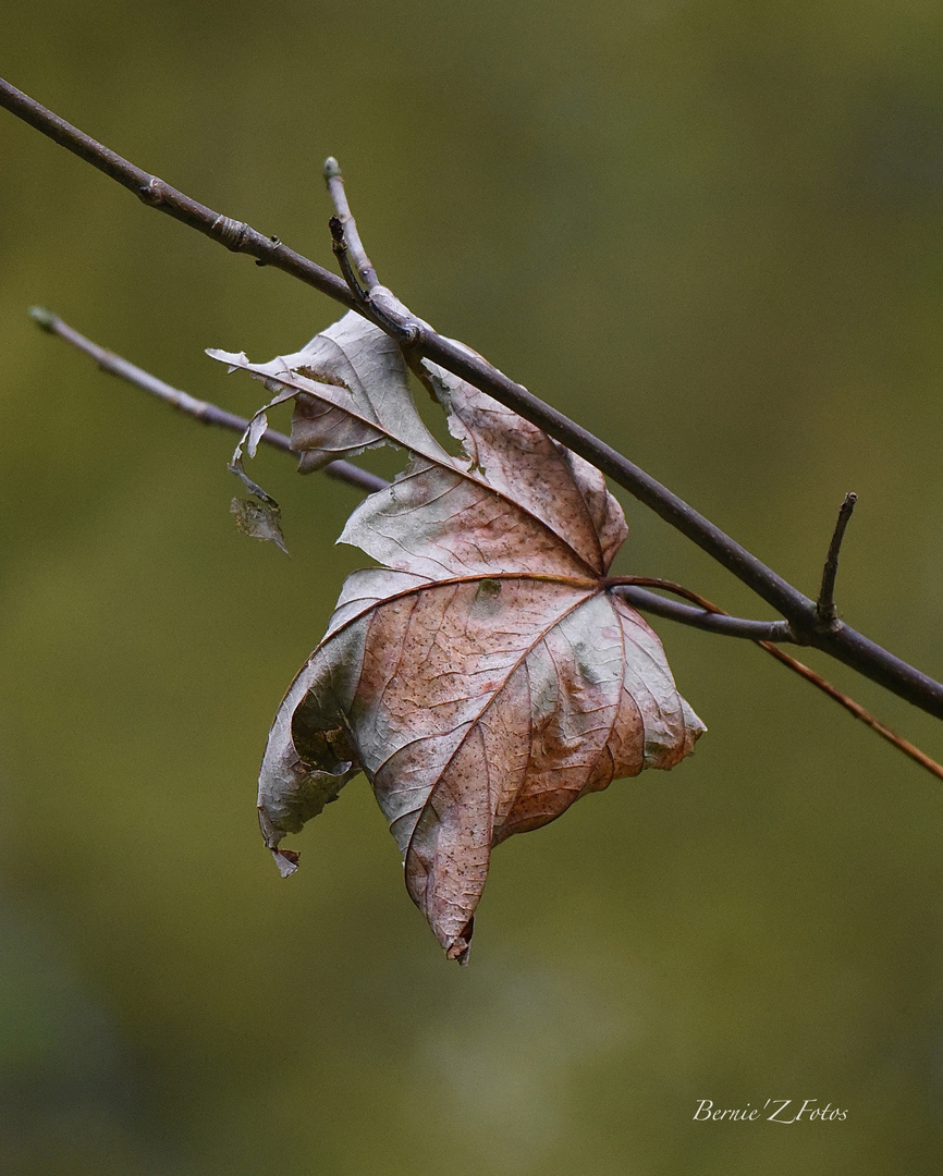 Automne