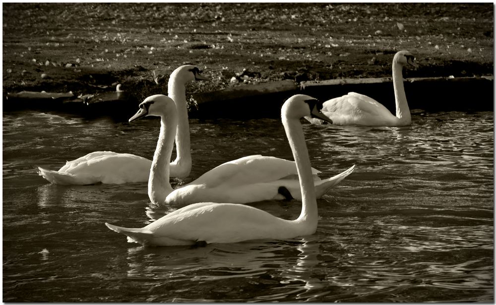 Automne à Bruges XIV Vintage aux cygnes