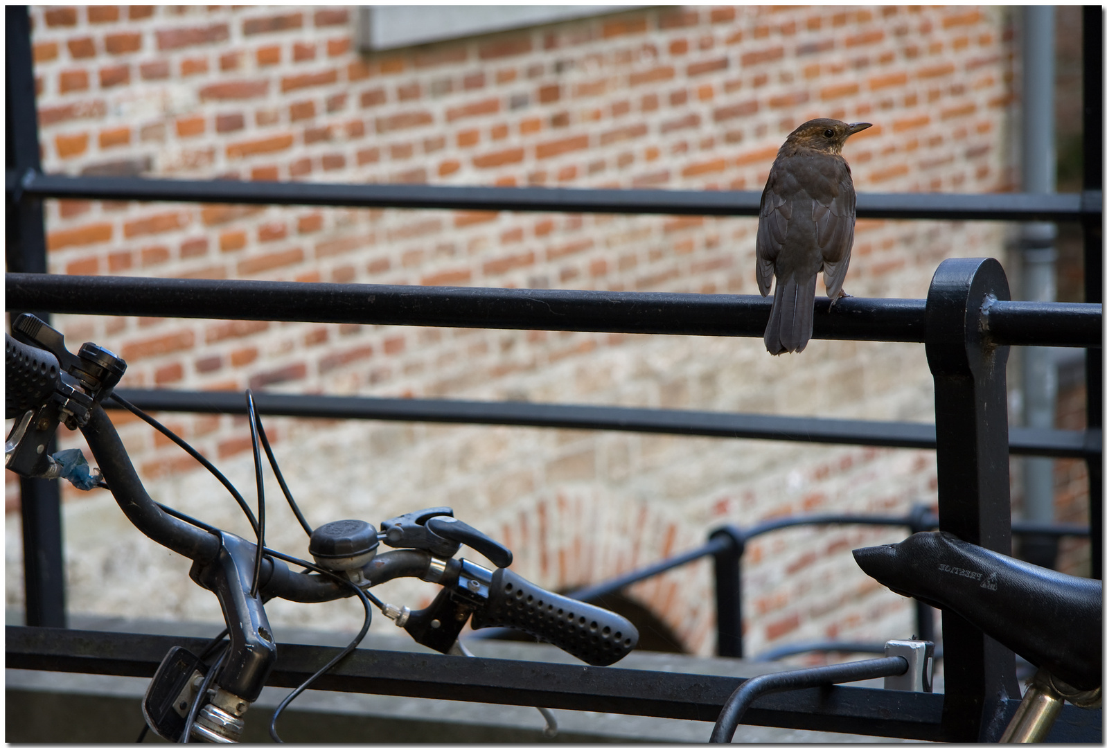 Automne à Bruxelles XIII Moineau et bicyclette