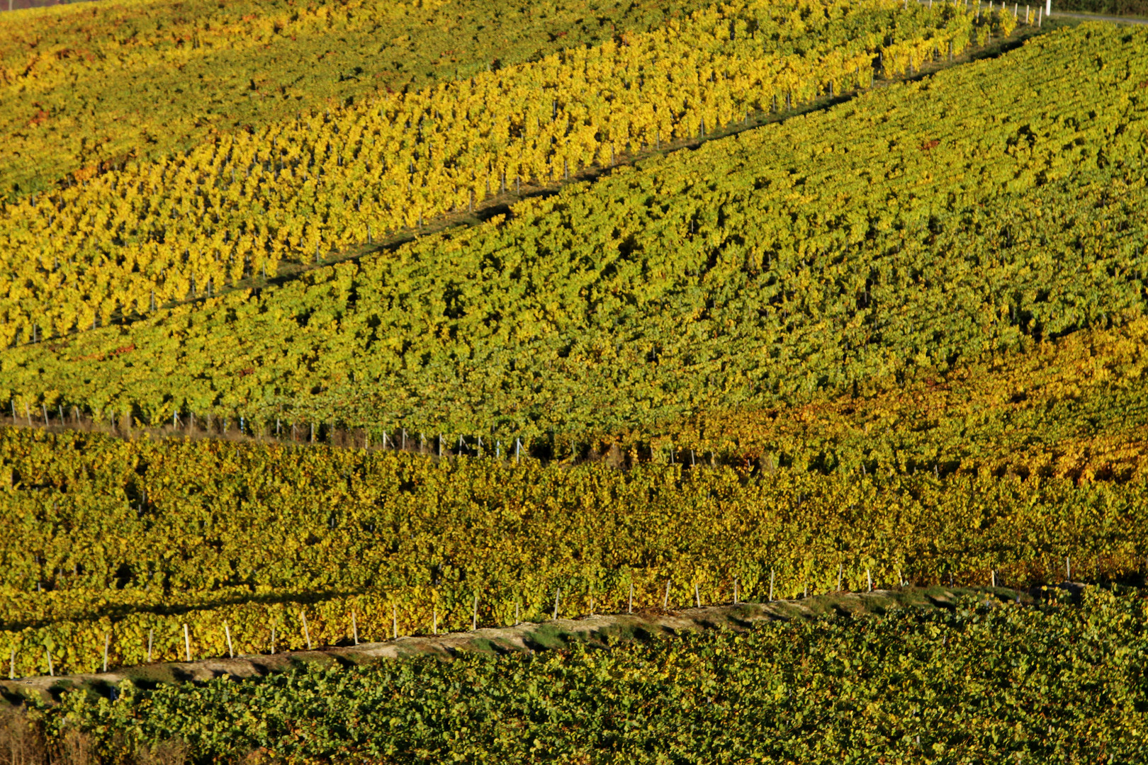 Automne à Champagne