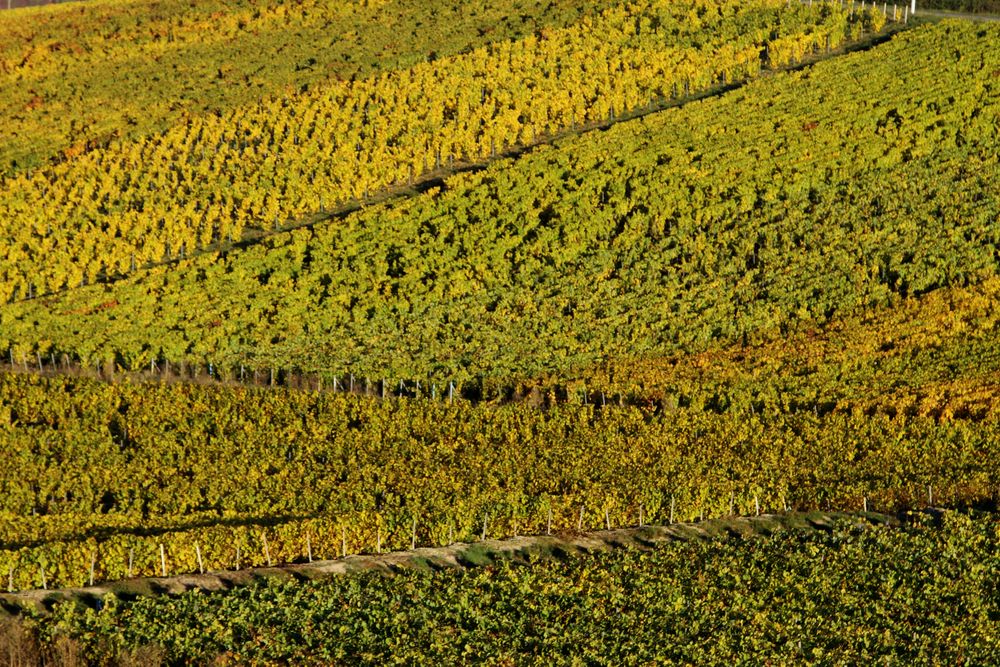 Automne à Champagne