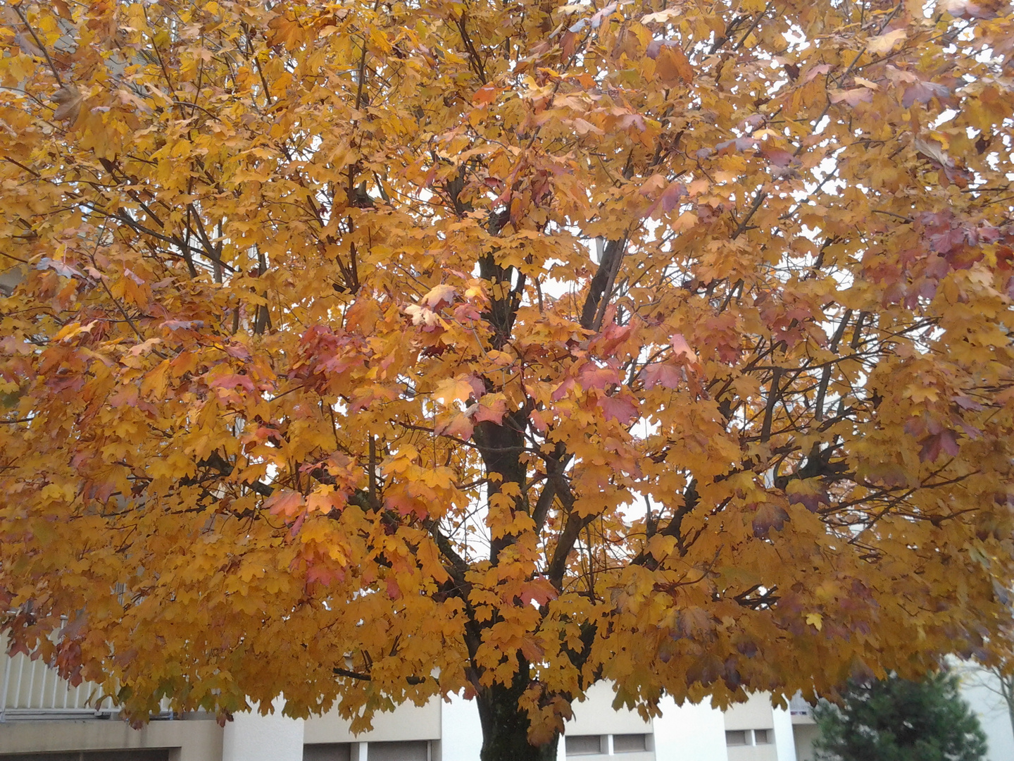 Automne à Dijon