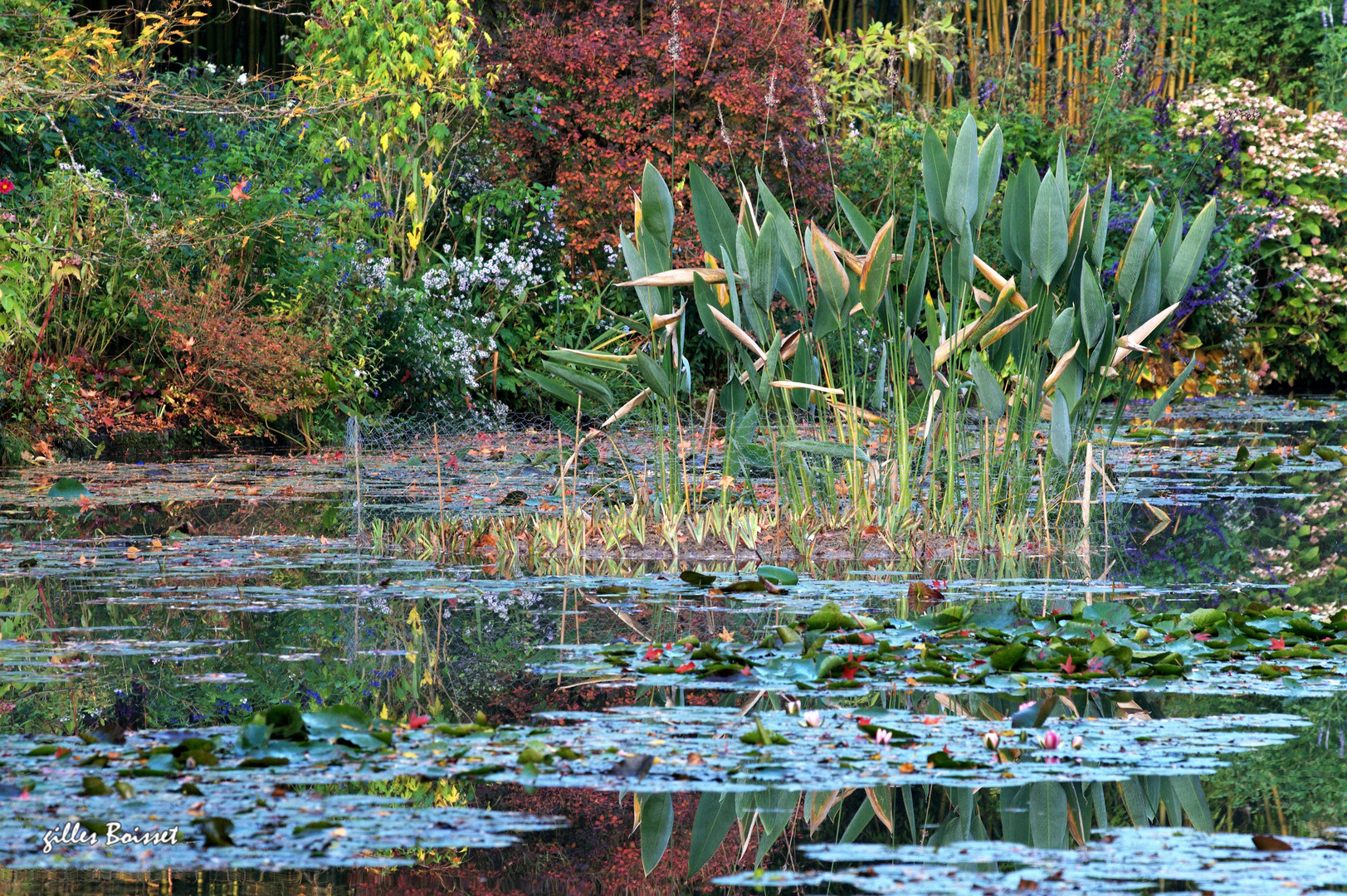 Automne  à Giverny