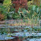 Automne  à Giverny