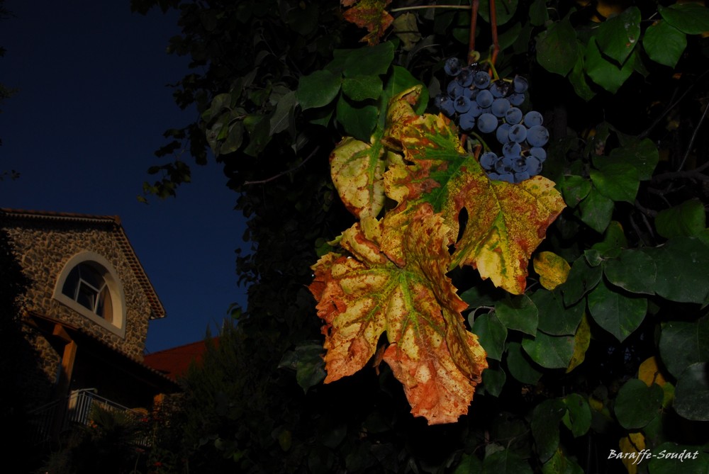 Automne à la Figalière