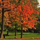 Automne à Montréal