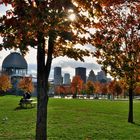  automne à Montréal 