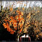 Automne à Sarlat