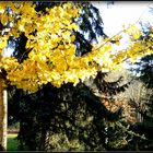 Automne à Sarlat