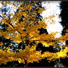 Automne à Sarlat