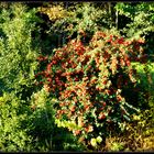 Automne à Sarlat