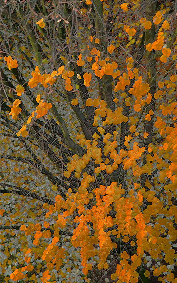 AUTOMNE A TURENNE